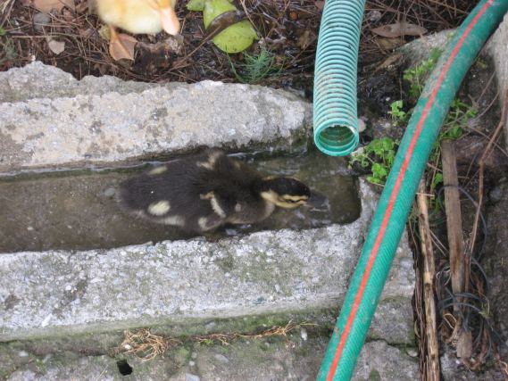 Duck 5