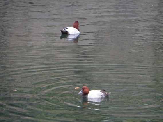 Duck 7