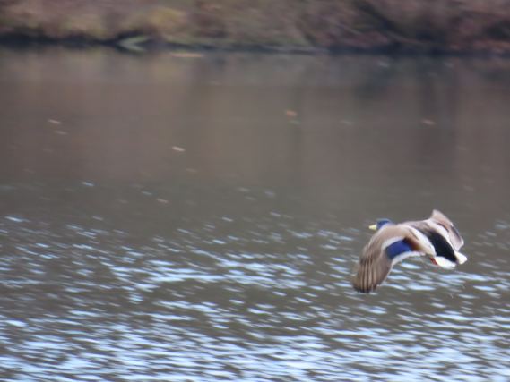 Duck 7