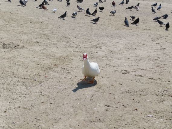Duck 6
