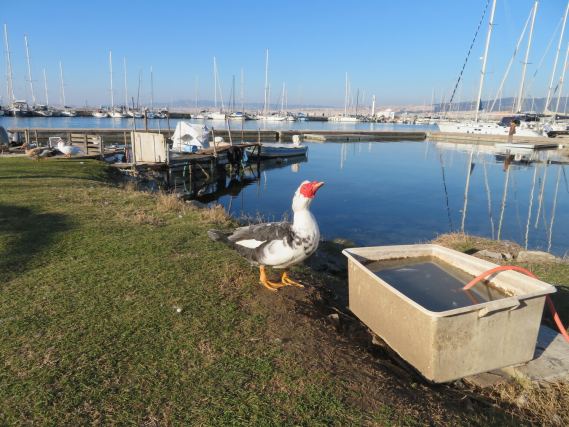 Duck 8
