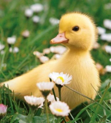 Duck 4