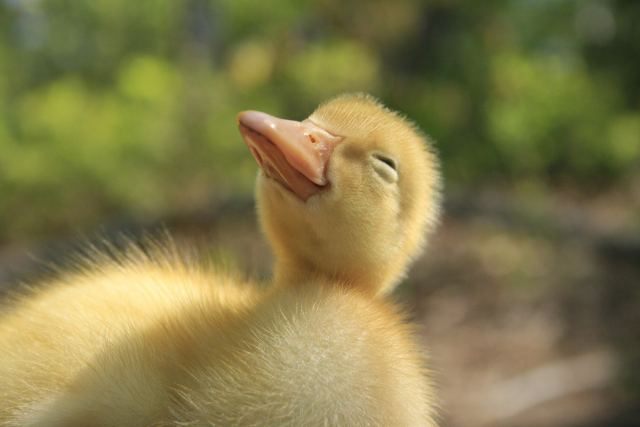 Duck 8