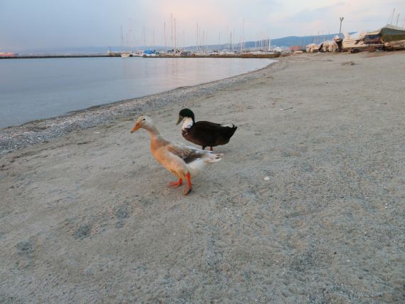 Duck 1