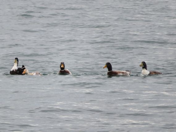 Duck 7