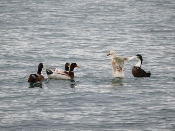 Duck 2