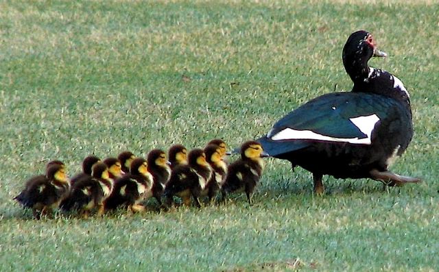 Duck 1