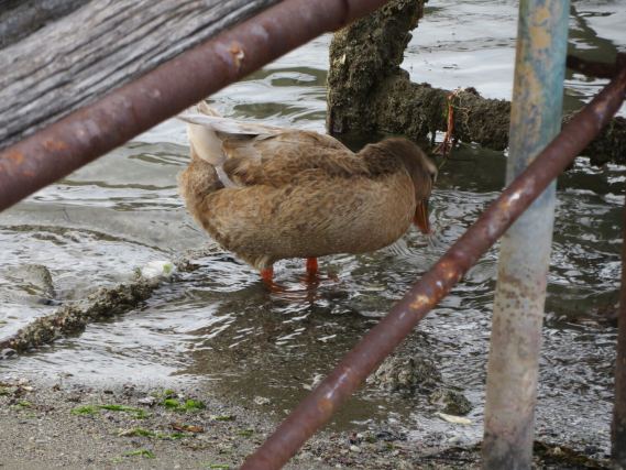 Duck 2