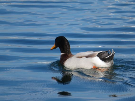 Duck 5