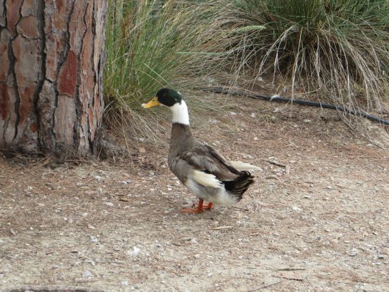 Duck 4