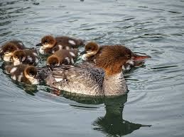 Duck 8