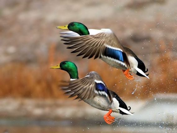 Duck 3