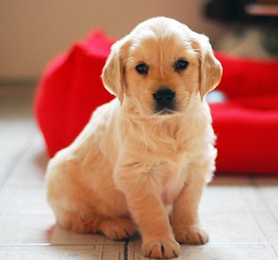 Dog 5