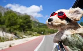 Dog 4