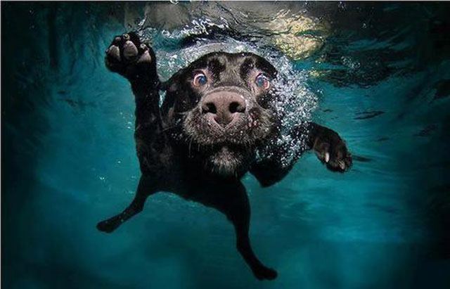Dog 4