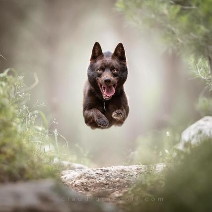 Dog 4