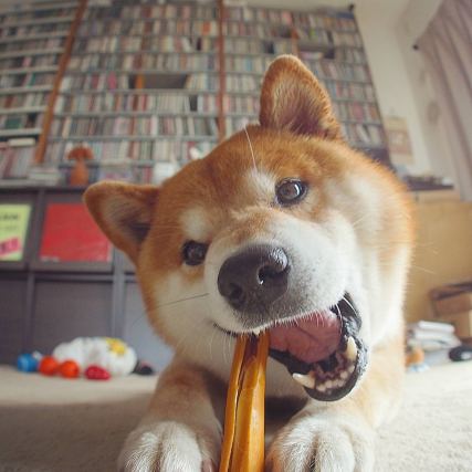 Dog 1
