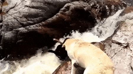 Dog 2