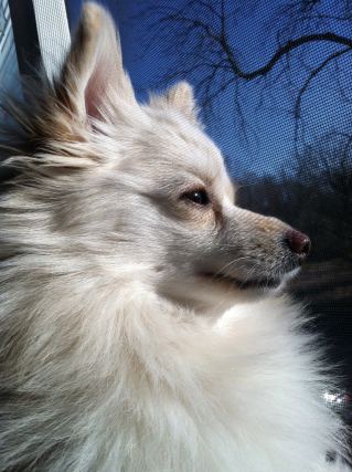 Dog 7