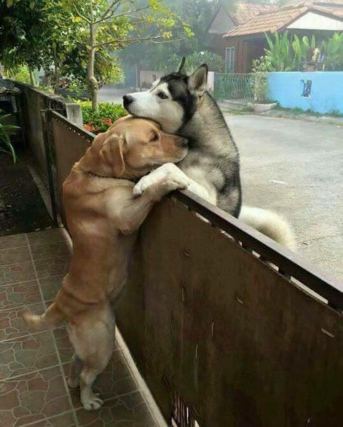 Dog 8