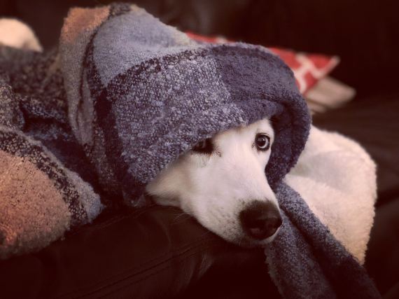Dog 7