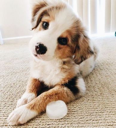 Dog 7
