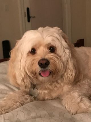 Dog 5