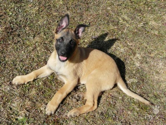Dog 1