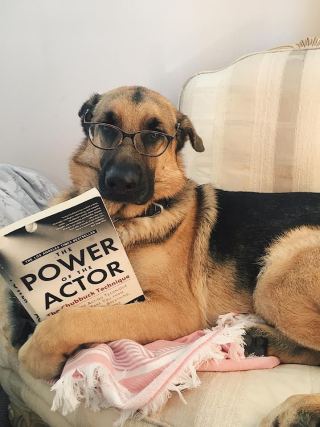 Dog 5