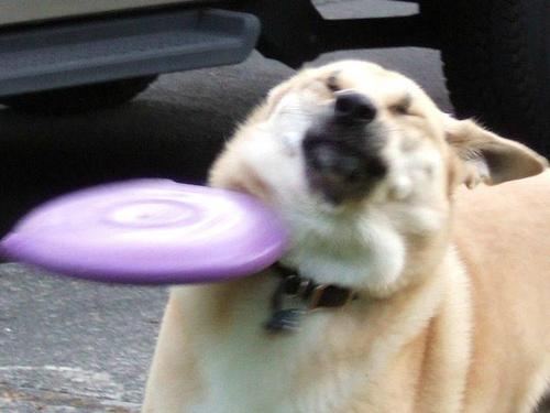 Dog 5