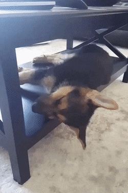 Dog 6