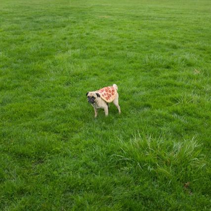 Dog 4
