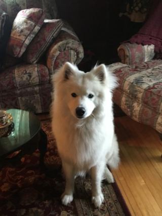 Dog 3