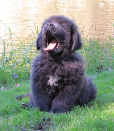 Dog 7