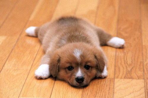 Dog 3