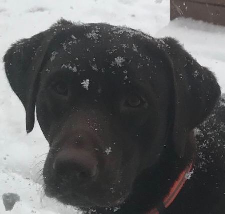 Dog 8