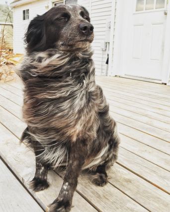 Dog 3
