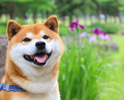 Dog 7