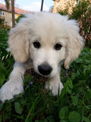 Dog 1