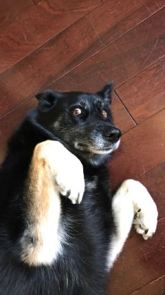Dog 4