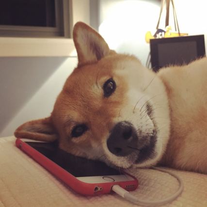 Dog 6