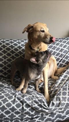 Dog 1