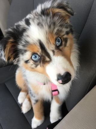 Dog 4