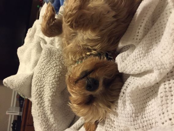 Dog 1