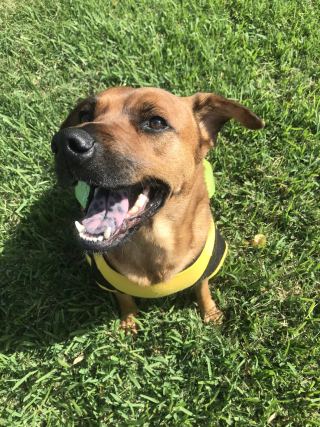 Dog 2