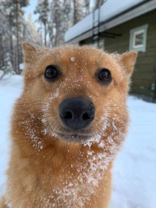 Dog 1