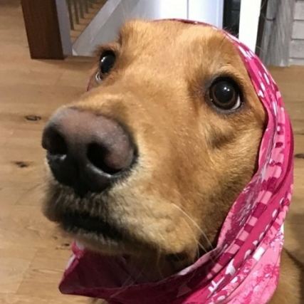 Dog 5