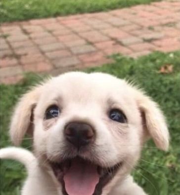 Dog 2