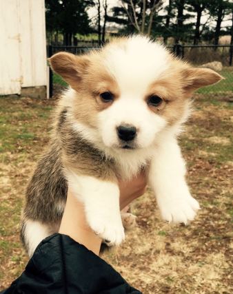 Dog 5