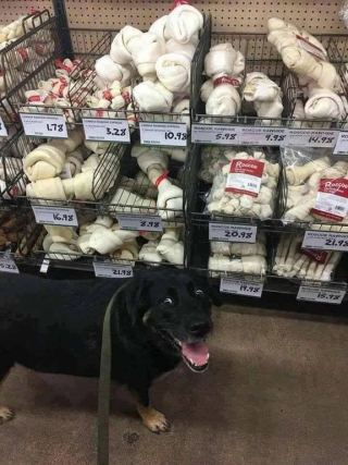 Dog 6